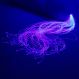 Causeway Sensory Super Safe Plastic Fibre Optics 2m x 100 Strands